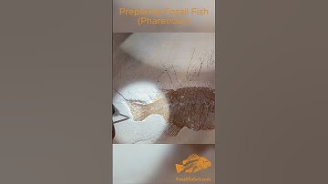 Preparing Fossil Fish (Phareodus) From Fossil Lake Safari Quarry