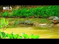 WILD AMAZON | Mysteries of the Ultimate Predators #naturedocumentaries | Wild Nature
