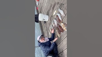 🇦🇺#shorts CÂU MỰC ỐNG ở Úc : thành quả hôm nay #fishing #squid #câumực #squidfishing