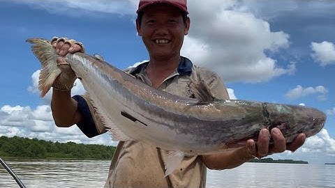 Ngư Dân Miền Tây Kiếm Tiền Triệu Với Nghề Săn Cá Bông Lau #38• Cù Lao Dung Vlogs