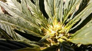 growing medical marijuana  outdoor!