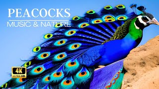 🦚 PEACOCKS 🌿 Relaxing Music & Nature Sounds in 4k