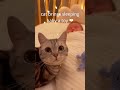 Sweet Cat Brings a Toy to Baby ❤️