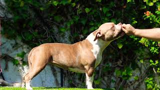 American Bully Pocket Hembra 11Meses Disponiblepregúntanos En Instagram O Facebook