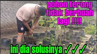 pindah pohon terong yang sudah tua