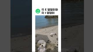 극 E 댕댕이와 극 I 댕댕이