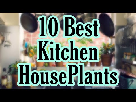 Video: Kamerplanten Voor In De Keuken