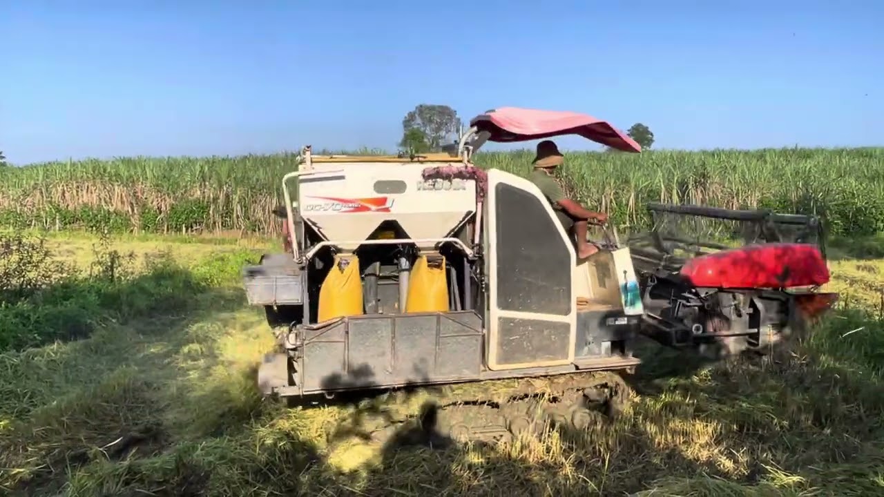 Thu mua lúa chín tận ruộng đồng! Đây là máy cắt lúa Kubota đang làm việc!