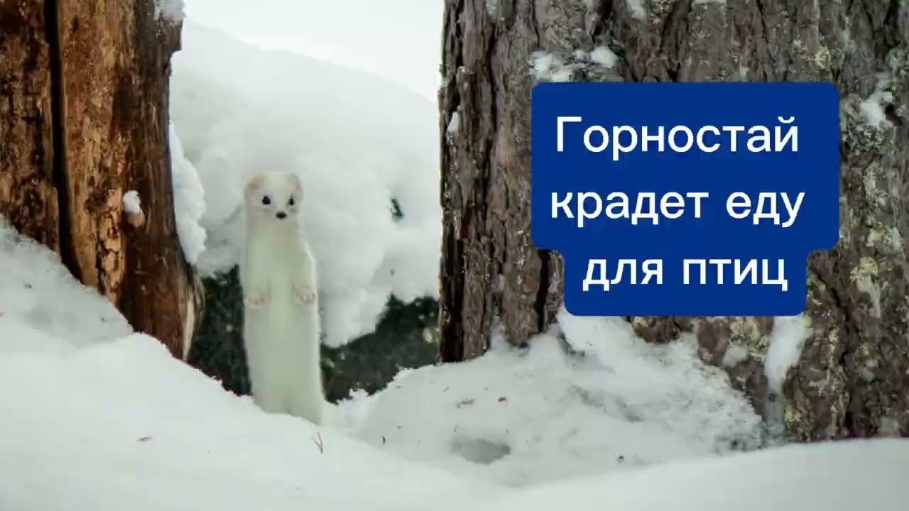Горностай крадет еду для птиц с 48 секунды