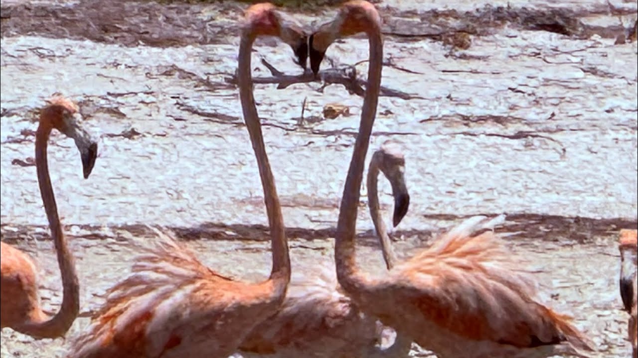 Conocimos el paraíso hoy, se llama Playa Celestún