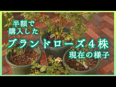 【半額購入したブランドローズ４株】１ヶ月後の様子　デルバール・ナエマ、クロード・モネ、デビッドオースチン・バスシーバ、ジ・エンシェント・マリナー【概要欄ご覧下さい】
