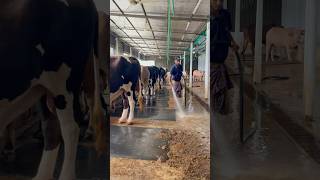 See How To Clean Cow Dung From The Floor With A Pipe