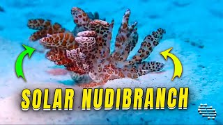 Solar-Powered Nudibranch Filmed Up-Close