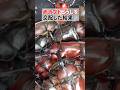 赤いカブトムシを交配した結果 Japanese red rhinoceros beetles are multiplying. #カブトムシ #衝撃の結末