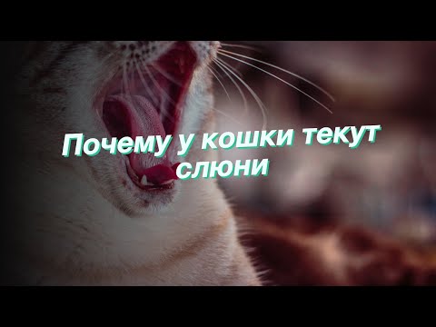 Почему у кошки текут слюни