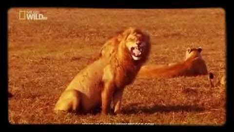Leone che ride impossibile resistergli