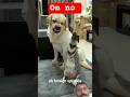 Cat and Dog😂 #shorts #catanddog #funnyanimal #funnypet #funnycats #funnydogs #petflix&laugh #petshub