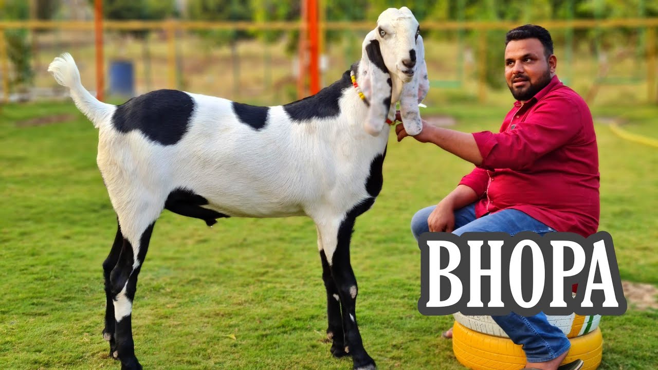 Bhopa - Big Beetal Goat at Towerwala Goat Farm in Naswadi Gujarat