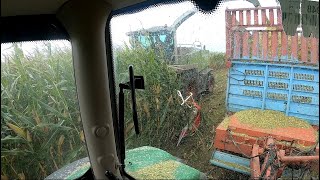 Zaczynamy kosić kukurydzę! Transport u Mateusza!