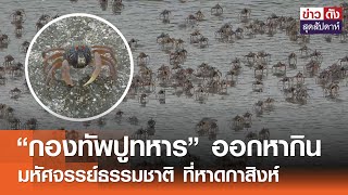 “กองทัพปูทหาร” ออกหากิน มหัศจรรย์ธรรมชาติ ที่หาดกาสิงห์ | ข่าวดัง สุดสัปดาห์ 11-05-2567