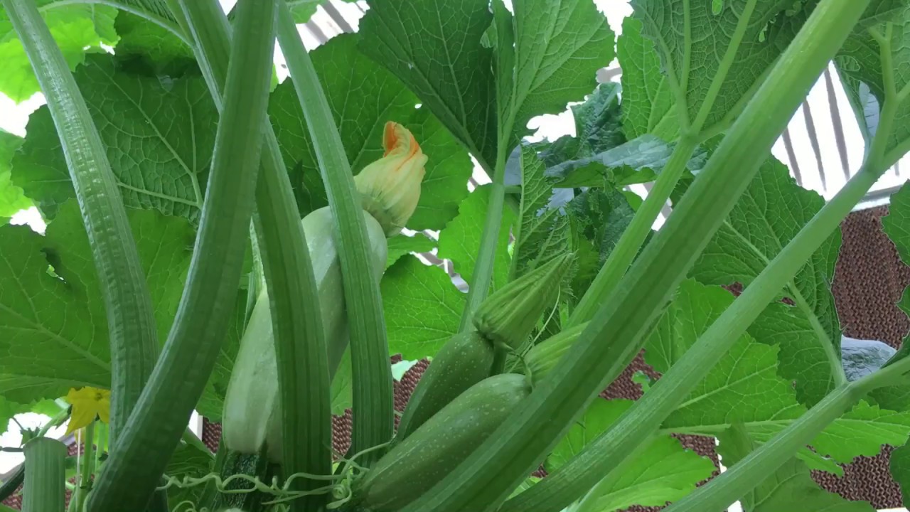 الكوسا في الزراعه المائيه ونسبة الاملاح