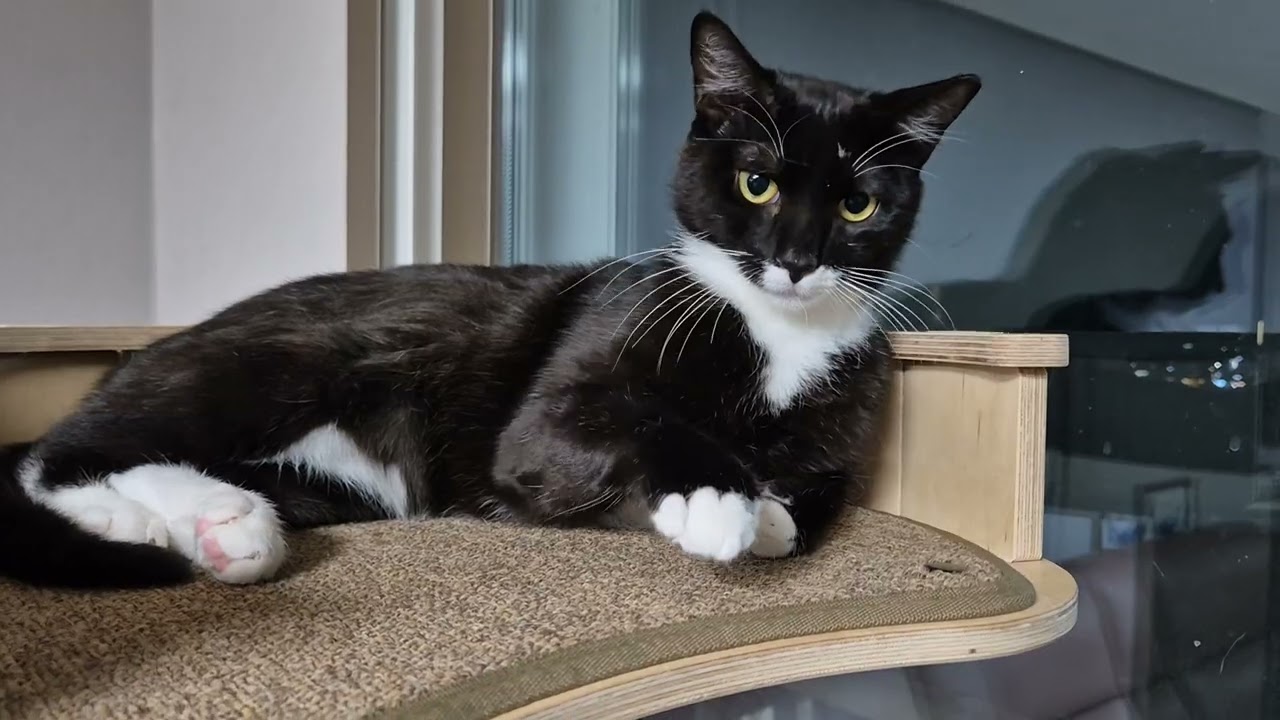 빗질 잘받는 찰밥과 애교쟁이 뚜식