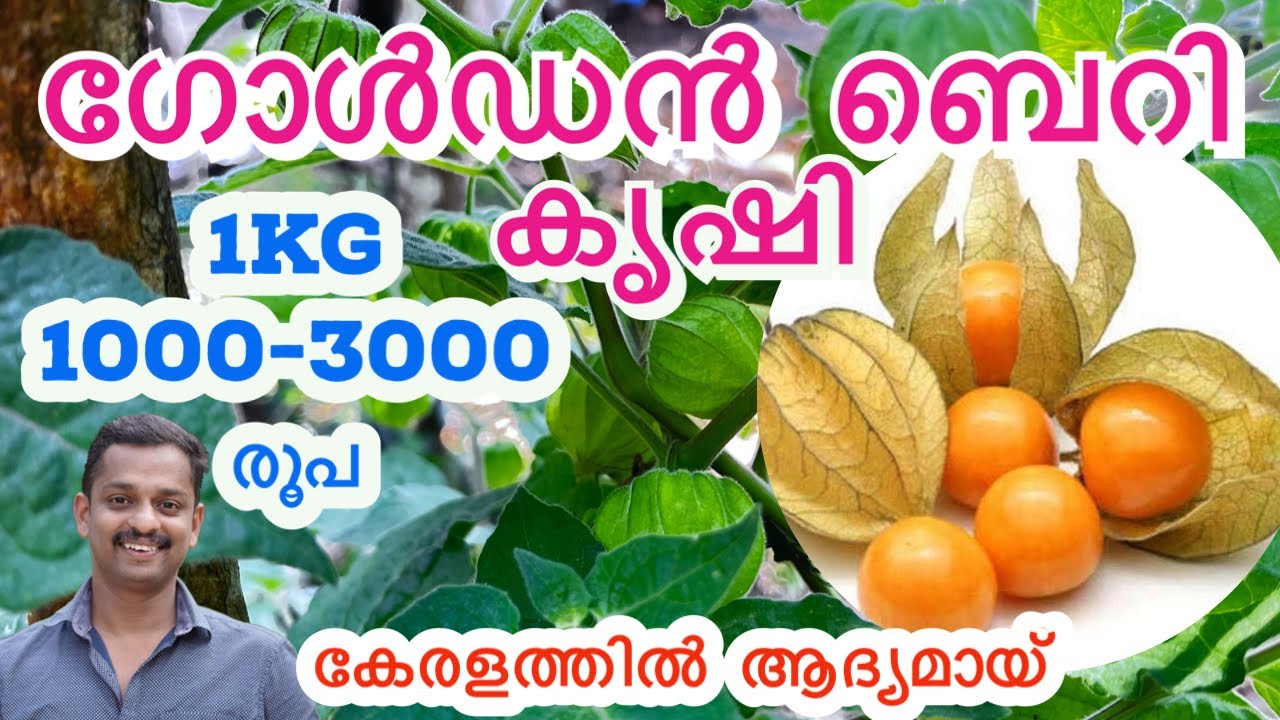 ഞൊട്ടാഞൊടിയന്‍ #golden berry plant #golden berry plant farming #golden berry in kerala ##newfarming