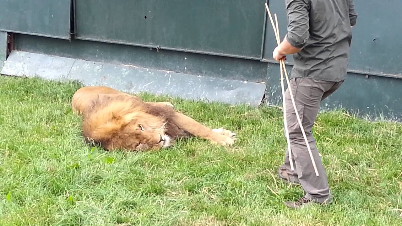 Lion tamer Thomas Chipperfield with Tsavo the lion