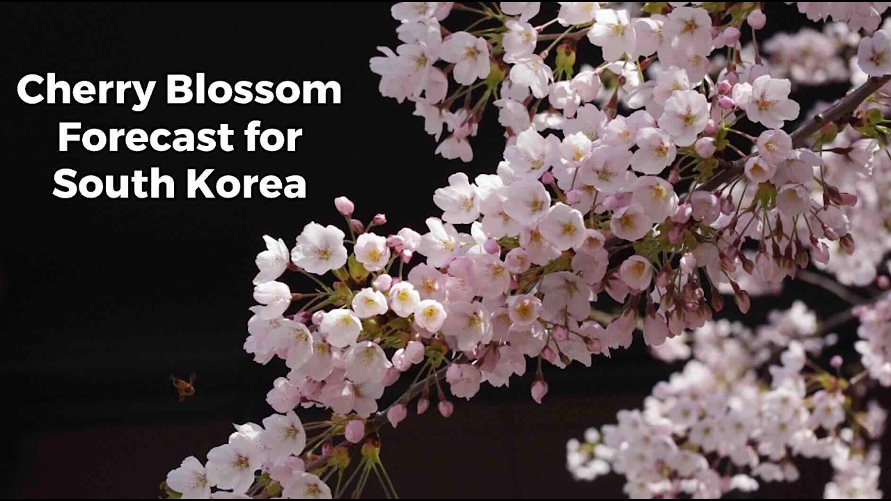 2026 Cherry Blossom Forecast in South Korea