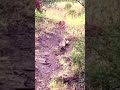 dengerous jump #chita #beer #attack #hunting #viral #trending #shorts #shot #sorts