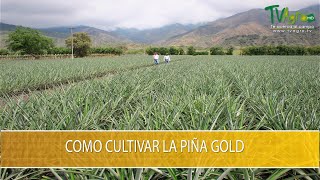 Como Cultivar la Piña Gold- TvAgro por Juan Gonzalo Angel Restrepo