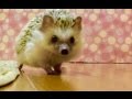【逃げ恥】つゆさんのダッシュの魅力を伝えたい。 Hedgehogs like Sonic