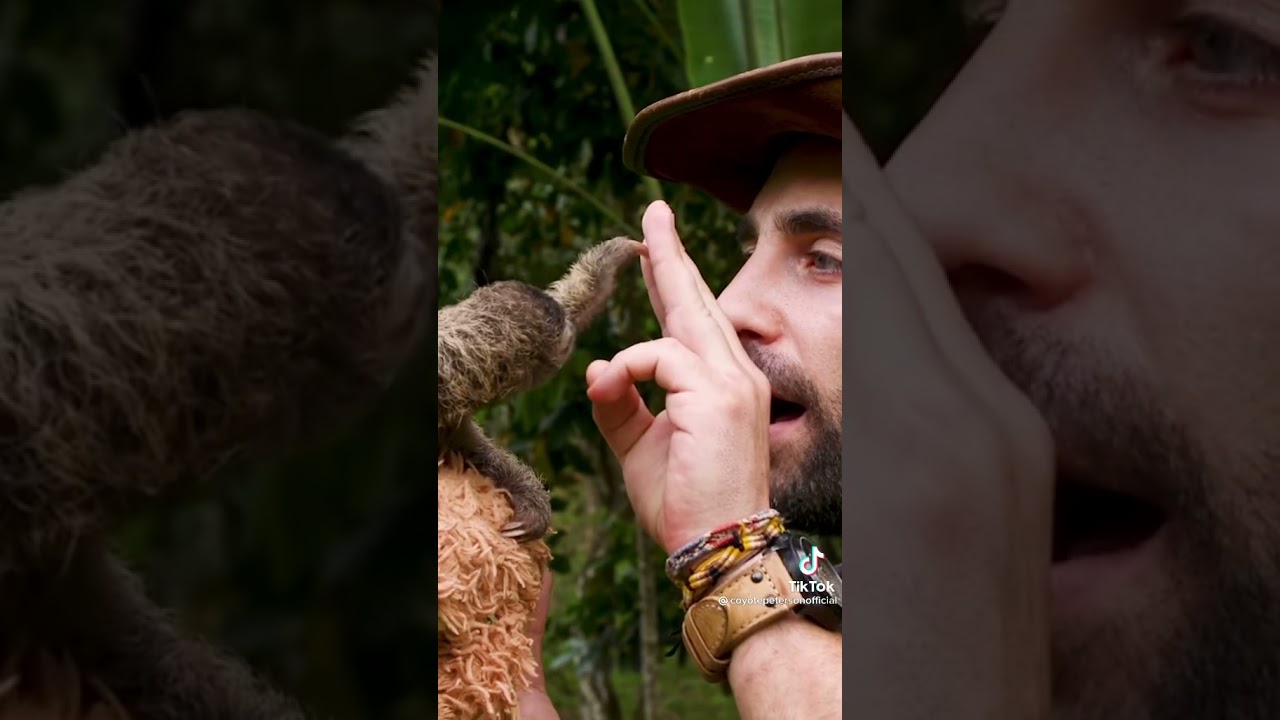 Not My Video But Sloth’s Are        Super Cute!!! By Reece