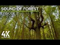 Soothing Sounds of Beautiful Rainforests of Olympic National Park - Nature Soundscape - Episode 2