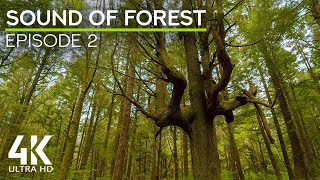Soothing Sounds of Beautiful Rainforests of Olympic National Park - Nature Soundscape - Episode 2