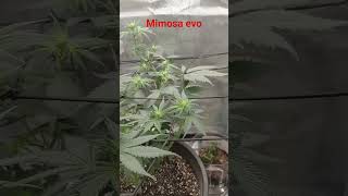 #shorts #Marijuana #homegrown #organic #mimosa #shorts #trending #indca #freedom #420 #vr