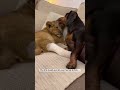 A tiny lion cub was being dragged away by hyenas #shorts