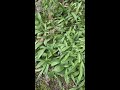 Sustainably Harvesting Wild Ramps