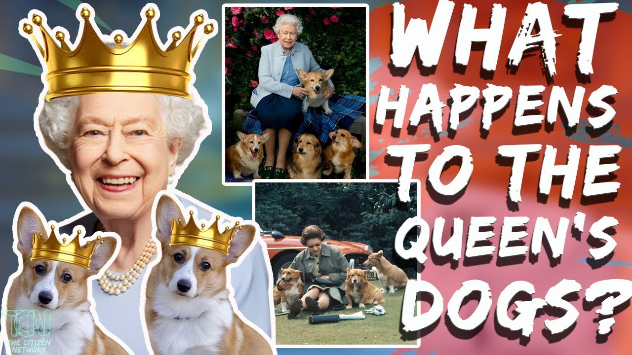 What Happens To Queen Elizabeth’s Dogs