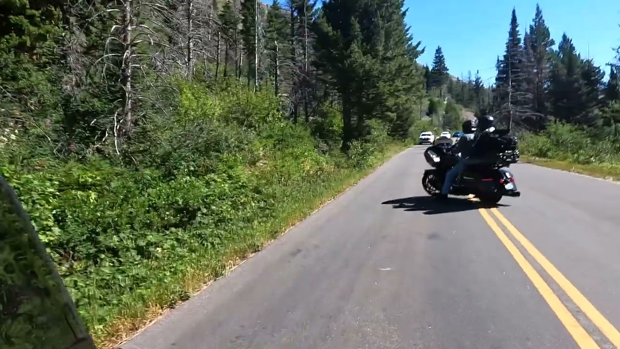 Grizzly Bear Encounter at Glacier National Park