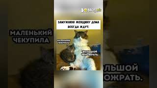 Шутки. Мемы. Приколы