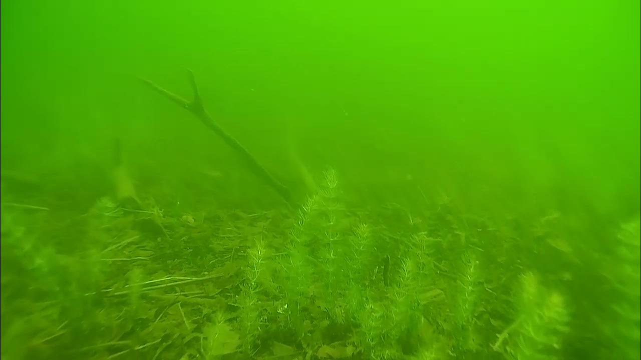 Gladius Remote Control Submarine Drone YouTube