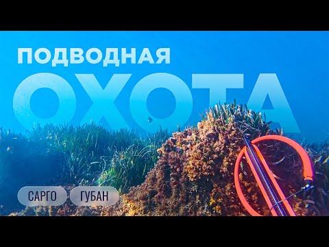 Первые сарго, осечки и десять нырков за одной стрелой