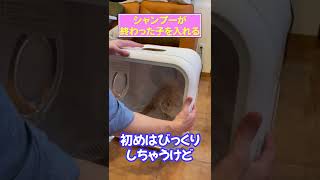 【ドライヤーが苦手な時の対処法！】コレを使えば猫ちゃんも楽に乾かすことができます！！Drybo Plus！#Shorts