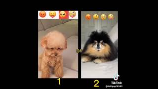 Cute dogs(tiktok challenge)