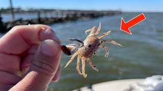 Fishing a LIVE! CRAB on These JETTY ROCKS *EPIC Results*