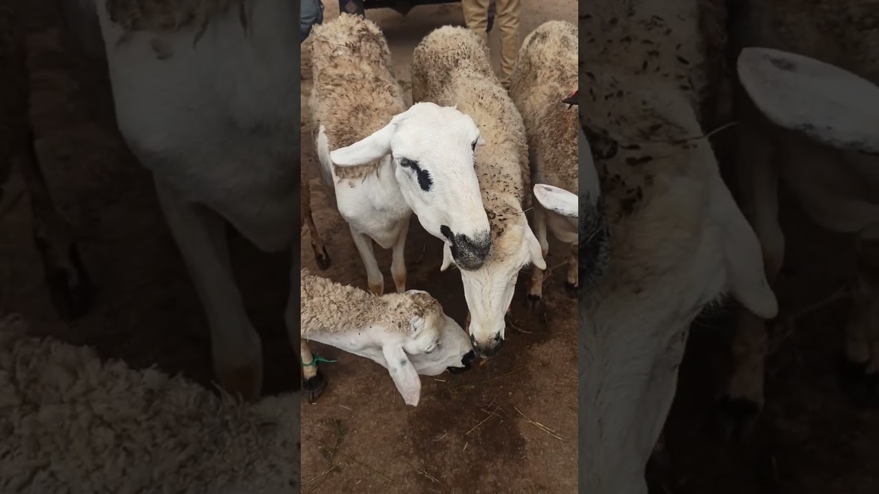 جولة بسوق الخميس هوارة إقليم تارودانت #تربية_الغنم_اهتمام #سوق_أسبوعي #ثمن_الخروف #جمل #الماشية #سوق