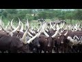 Pride Of ANKOLE COW