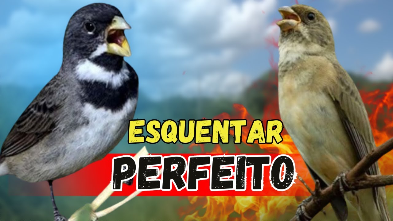 ESQUENTA TUI TUI PERFEITO PARA ESQUENTAR COLEIRO FRIO E ESQUENTAR SEU PAPA CAPIM TUI TUI