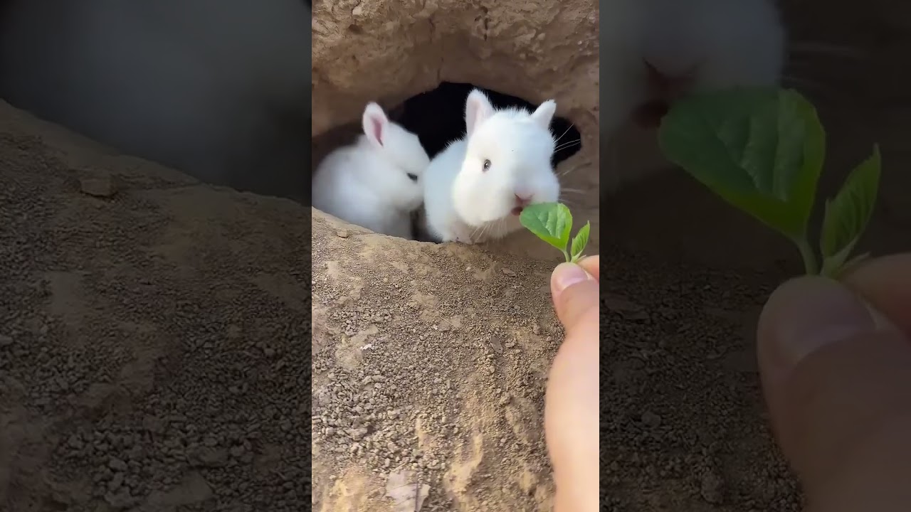 "Fluffy Bunny Moments That Will Melt Your Heart 🥰🐇"